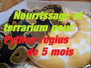 nourrissage et terrarium python regius 5 mois