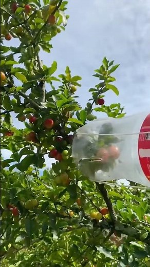 Creative DIY Plastic Bottle Fruit Picker for and Eco Friendly Harvesting #satisfying ‪@MNSmartTech‬