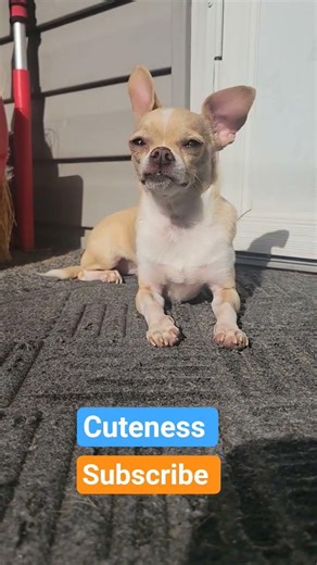 Such a cute Chihuahua Kieser is