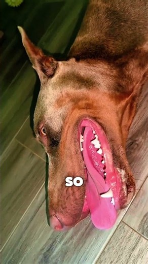 Your Dog’s Tongue Has a Secret! 👅