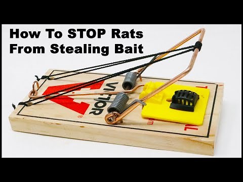 How To STOP Rats From STEALING bait with the Bait Cage. Mousetrap Monday