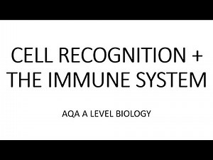 CELL RECOGNITION + THE IMMUNE SYSTEM - AQA A LEVEL BIOLOGY + EXAM QUESTION RUN THROUGH