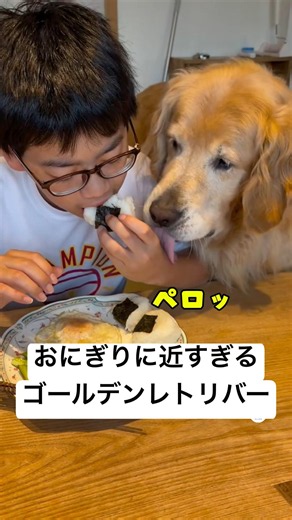 おにぎりに近すぎるゴールデンレトリバー🐶 #ゴールデンレトリバー #大型犬 #犬 #犬のいる暮らし #大型犬のいる生活