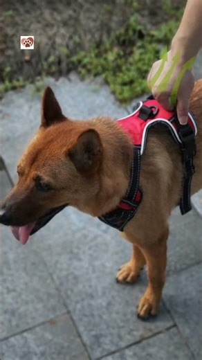 Stop Leash Pulling in 30s! with the Adjustable No-Pull Dog Harness Vest at HeartPaws