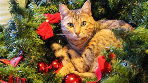 Cat vs Christmas Trees! Watch How Cute Kitties Enjoy Playing With Xmas Trees in These Viral Videos That Will Make You Go Aww | 👍 LatestLY