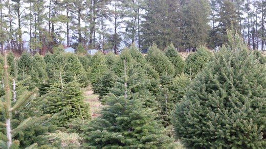 Know the pros, cons of real, artificial Christmas trees