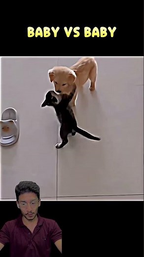 Baby Cat vs Baby Dog 😻🐾 | Cutest Animal Moments Ever
