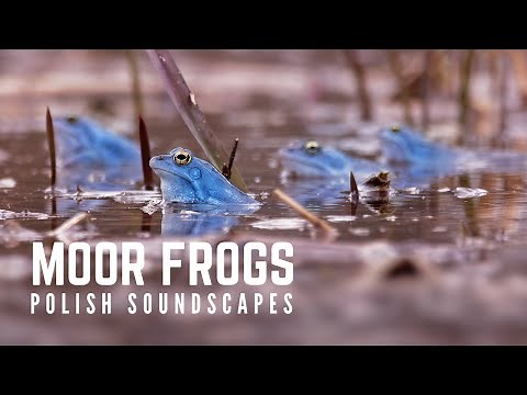 Moor frog sounds | Rana arvalis | Epic nature field recording ~1 hour