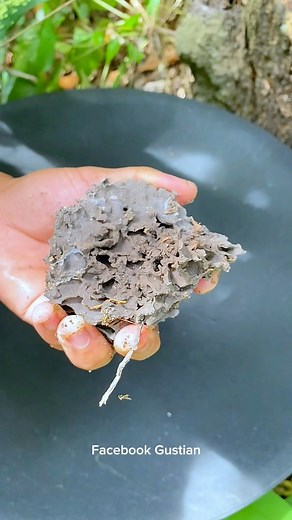 639K views · 5.8K reactions | viralant nest in the riverside forest contains gold grains #gold #puregold #goldmine #goldhunter #goldprospecting #goldprospector #goldpanning #goldsearch #goldhunter #goldpanner #goldsarangem #antnest #viralvideo #reelgold #goldmine #golddrush #goldadventure | Gustian Gus Tian | Facebook