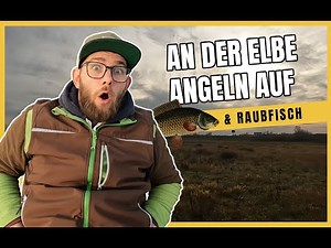 Angeln an der Elbe 2025 🎣 Mit Tauwurm & Köderfisch auf Friedfisch und Raubfisch