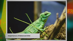 Feeding Your Pet Lizard: A Quick Guide