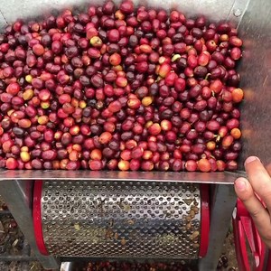 Coffee processing: Depulping or coffee pulping is the removal of the pulp of the coffee cherries before drying, except for natural process where the pulp is intact. This is just one of many steps in post-harvest processing. More on coffee processing: https://www.coffeellera.com/blog/coffee-farming-coffee-processing-enhancement-for-good-quality/ | Coffeellera