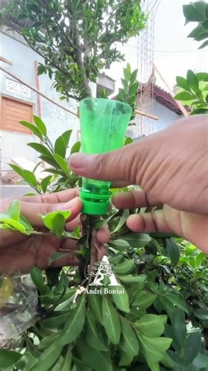 Trying a very easy air layering technique and using a used bottle as a container😍🌳 #airlayering