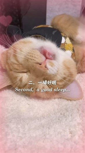 人類可以抗拒貓咪的誘惑嗎？💋