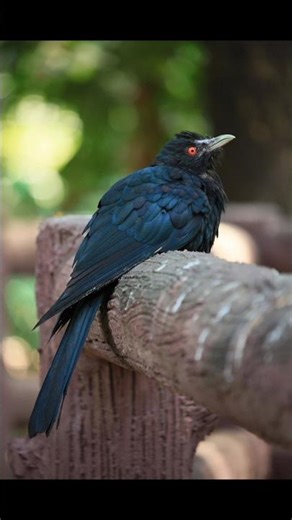 ANIMAL FACT #animals #facts #sorts