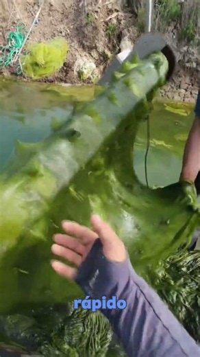 Removing algae from the water!