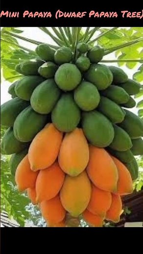 Mini Papaya (Dwarf Papaya Tree) – Full Growing Cycle | Seed to Fruit Timelapse