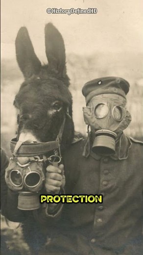 WWI Horse Gas Masks – How Animals Faced Chemical Warfare