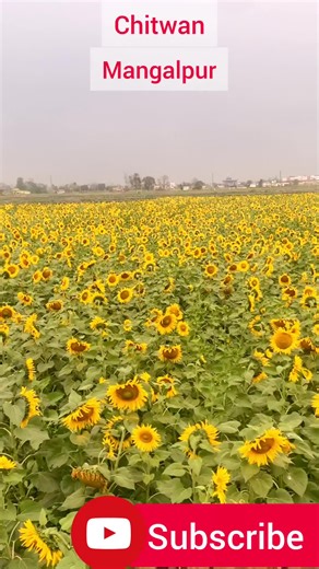 Discover the Enchanting Sunflower Park in Mangalpur, Nepal