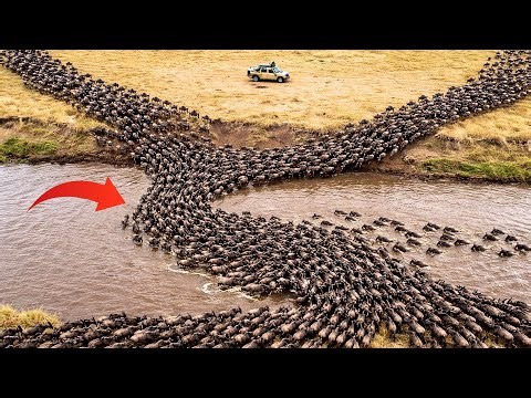 Wildebeest Crossing the Mara River into Lion Territory | The Great Death Migration (4K)