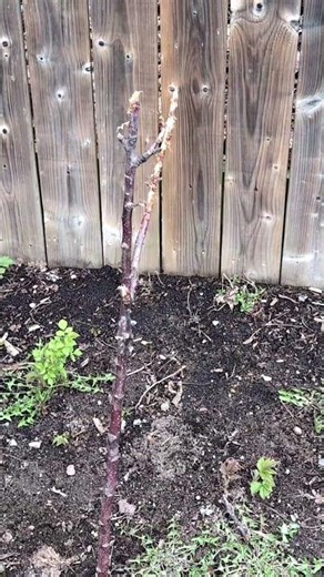 Installing a Fence After My Dog Went Wild #pets #garden #shorts