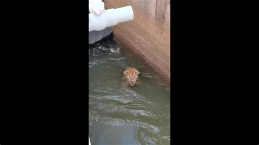Jaguar rescued from hydroelectric dam canal in Brazil