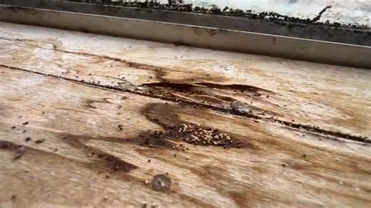 South Florida couple’s termite tenting delayed for months due to neighbor’s clutter - WSVN 7News | Miami News, Weather, Sports | Fort Lauderdale