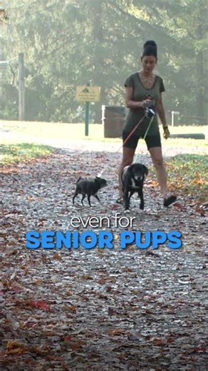 We built this leash for real dog owners