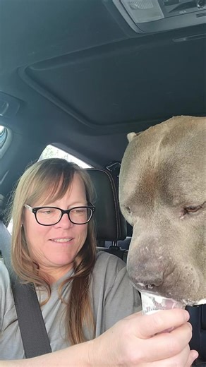 Gregory was living in a drain pipe on a construction site . Rising temps and lack of water were a huge concern. We gained his trust and were able to secure a foster/forever home . This is Gregory 1 week later enjoying life outside the drain pipe . Thank you to my friend Dee Dee for opening her home and saving his life .. what a difference a week makes . #rescuedog #AdoptDontShop #pitbullmix #rescue #pitbullpuppies #pitbullpuppy #adopt #pitbullsofinstagram #pitbull #fosteringsaveslife #rescuedism