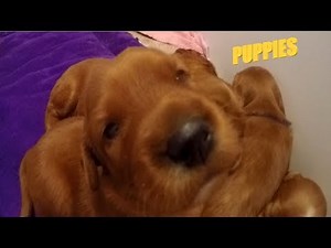 Irish Setter Puppies At 2 Weeks Old!