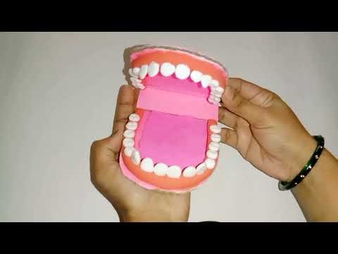 Types of Teeth: 3D Working Model | Class 4 Science Project#schoolproject #youtube #diy #science 