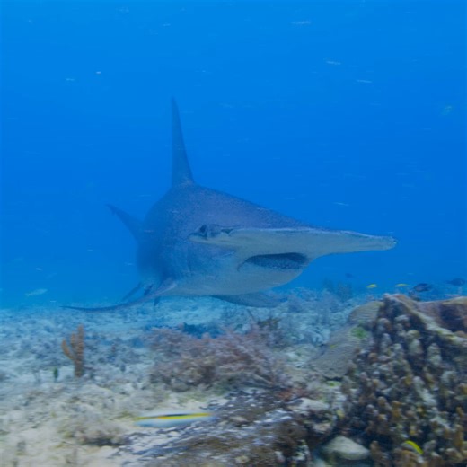 48K views · 1.2K reactions | Atlas is a shark that’s pretty hard to forget 麗 #OceanXplorers is now streaming on Disney+ and Hulu. | National Geographic TV | Facebook