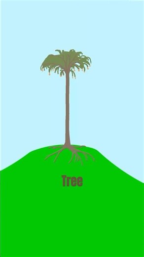 Lepidodendron Tree