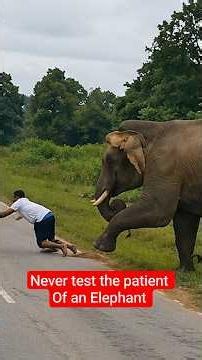 Elephant's Incredible Defense Against Predators #nature #wildlife #animals