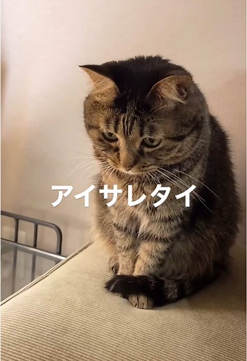 キジトラ猫の魅力と性格を探る