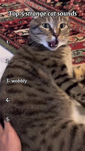 Top 5 strange cat sounds #cat #catsounds #top5 #funnycat