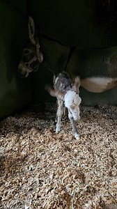 9.9K views · 713 reactions | "Seein' Spots Farm" miniature donkeys on Reels | Facebook