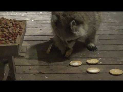 Monday four raccoons 03 Aug 26