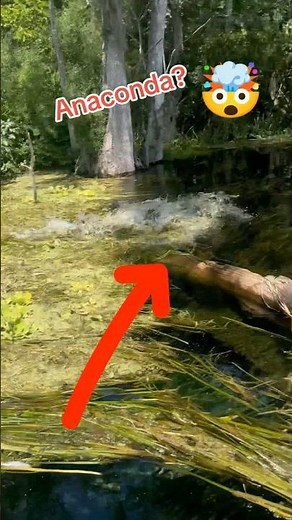 horror experience of anaconda in amazon river 💀 | #amazon #forest #horror #anaconda #snake #shorts