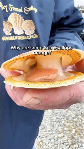 Why are some sea scallops orange? #seascallops