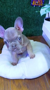 5.4K views · 450 reactions |  #fyp #foryou #foryoupage #OMG #beauty #beautiful | Nurf-Fan | Facebook