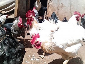 KARI Improved Kienyeji chicken farming @Homerange Poultry Farm Smart Farm Chicken Farming