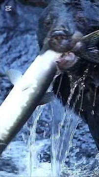 Big Brown Bear jumps for catching Salmon fish in America || Bear catching salmon fish in Alaska