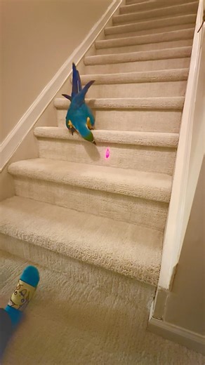 I’m teasing blue with pointer laser Lol! #pets #funny #humor #birds #parrot #gold #macaw #blue #wet