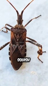 Stink Bug🐞 #stinkbug #bugs #insects #invasivespecies #wildlife | All About Animals