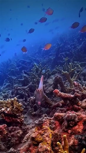 PADI | The broadclub cuttlefish is a masterful hunter. Using waves of color and light to hypnotize its prey, it strikes with lightning-fast... | Instagram