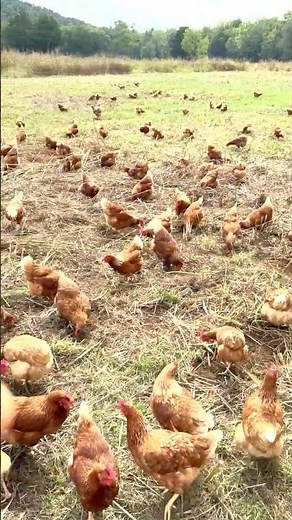 New Rotation Method for our 4,000 Chickens