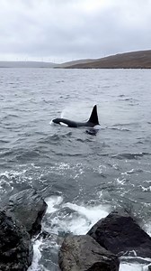 Did YOU know that Shetland is one of the best places in the UK to spot whales & dolphins?! 🐋🐬 While sightings are more common in the summer months, they can still be spotted year round! 🌊 📍 Promote Shetland 🎥 Instagram.com/fayesherlockwild ⚠️ If you’re lucky enough to encounter our marine life, please keep a respectful distance to avoid disturbing them. | VisitScotland