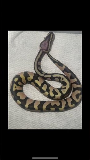 Scaleless pastel het pied ball python #scaleless #ballpython #python #piebald #snake #reptile