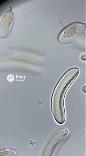 未知の微小生物が静かに分裂する顕微鏡映像 | Unknown Micro-Organisms Dividing Under the Microscope**